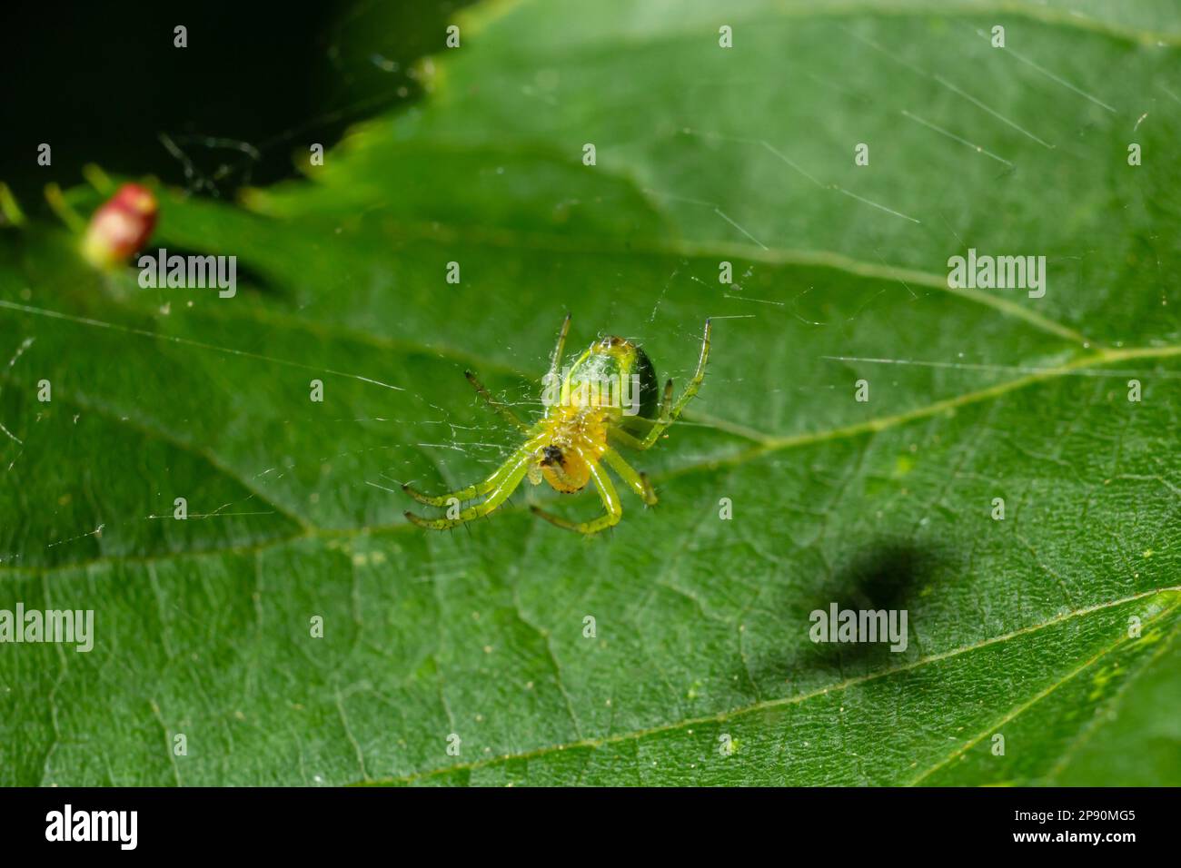 Tiny green spider Araniella cucurbitina, aka the cucumber green spider. View of underside with spinnerets. Stock Photo