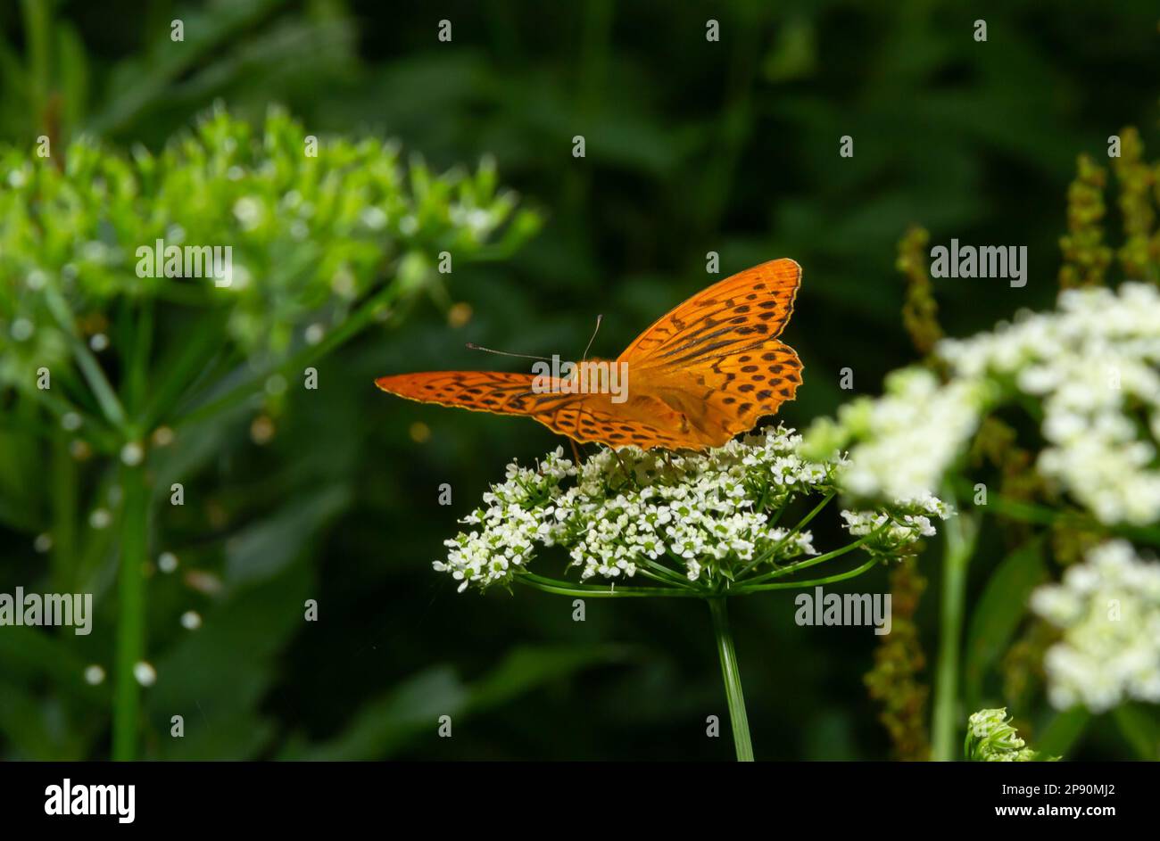 Glanville Fritillary, Melitaea cinxia, butterfly and spring wildflowers. Stock Photo