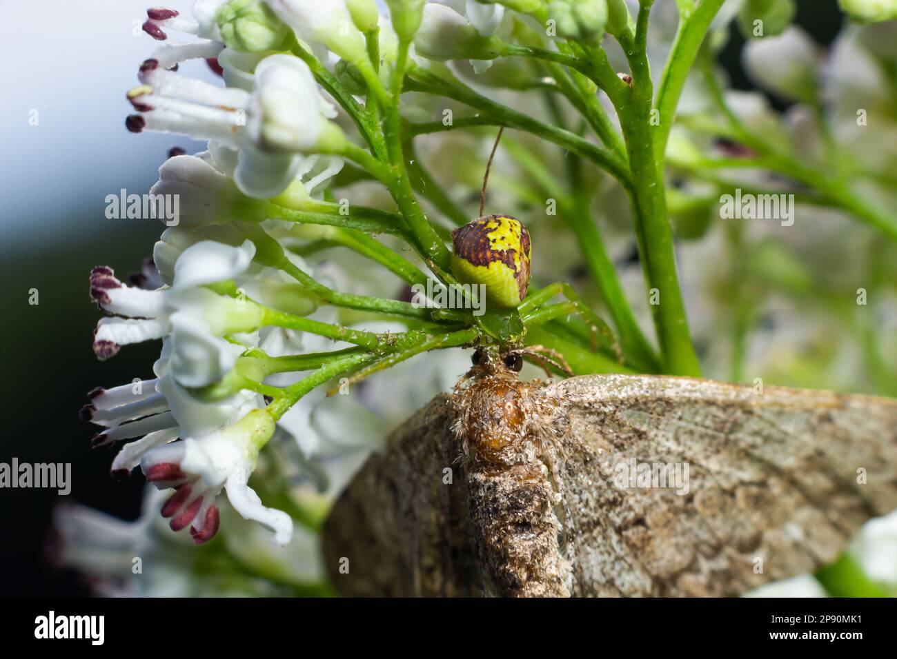 Goldenrod Crab Spider Misumena vatia on a flower. Close up of yellow flower crab spider Misumena vatia. Misumena vatia is a species of crab spider wit Stock Photo