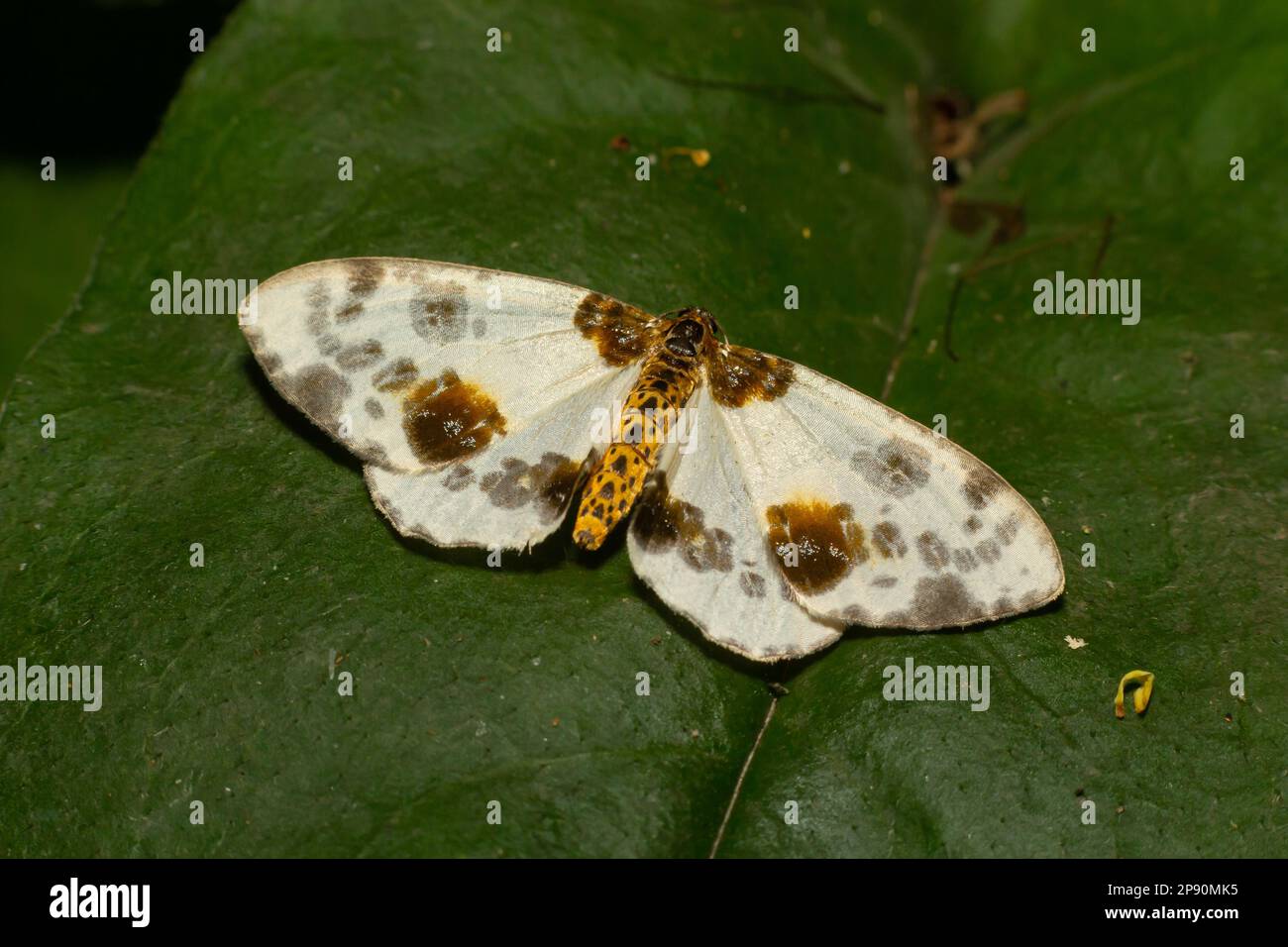 Spotted butterfly abraxas sylvata broadly spread its wings with brown spots. Stock Photo