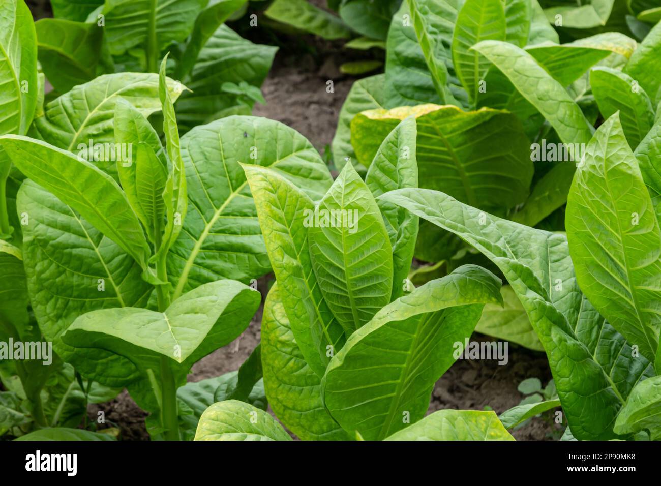 Green leaf tobacco in a blurred tobacco field background, close up