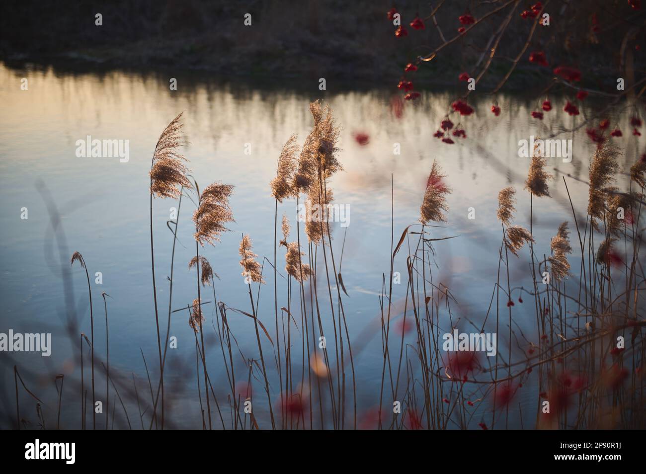 Calamus river hi-res stock photography and images - Alamy