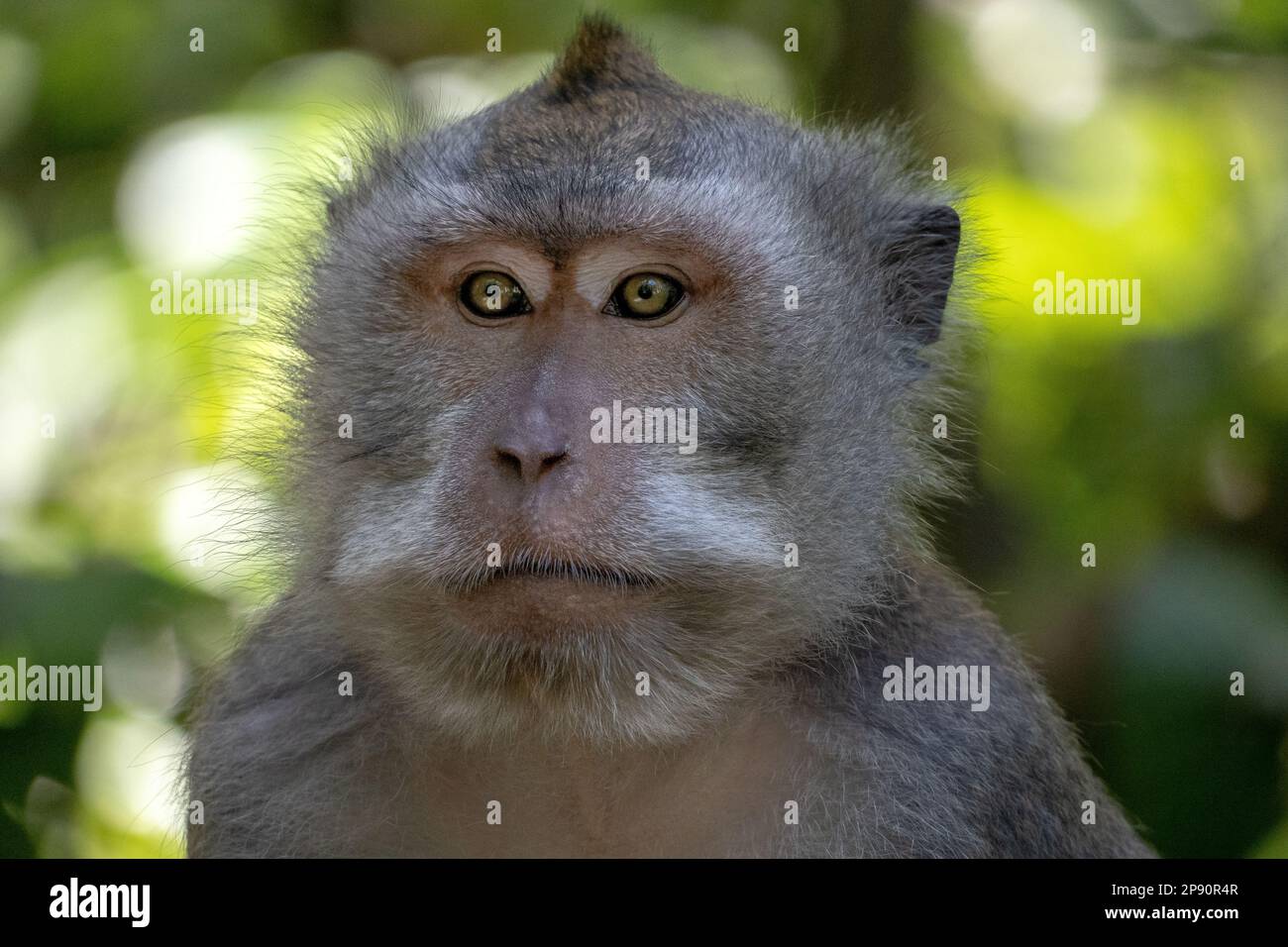 Crab-eating macaque (Macaca fascicularis), also known as the long ...
