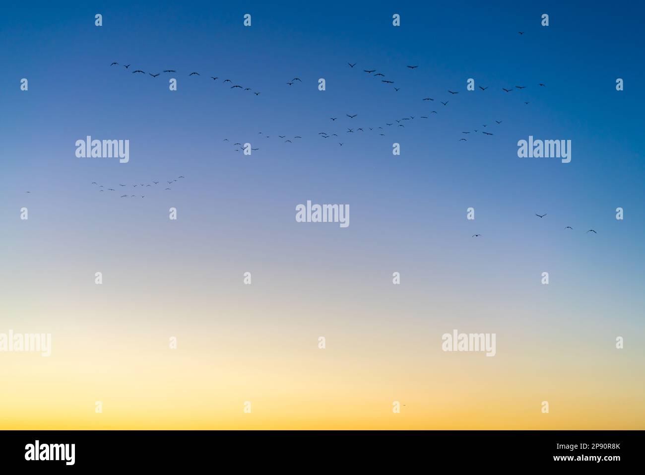 flock of birds flying in the sky at sunset in the city of San Diego Stock Photo