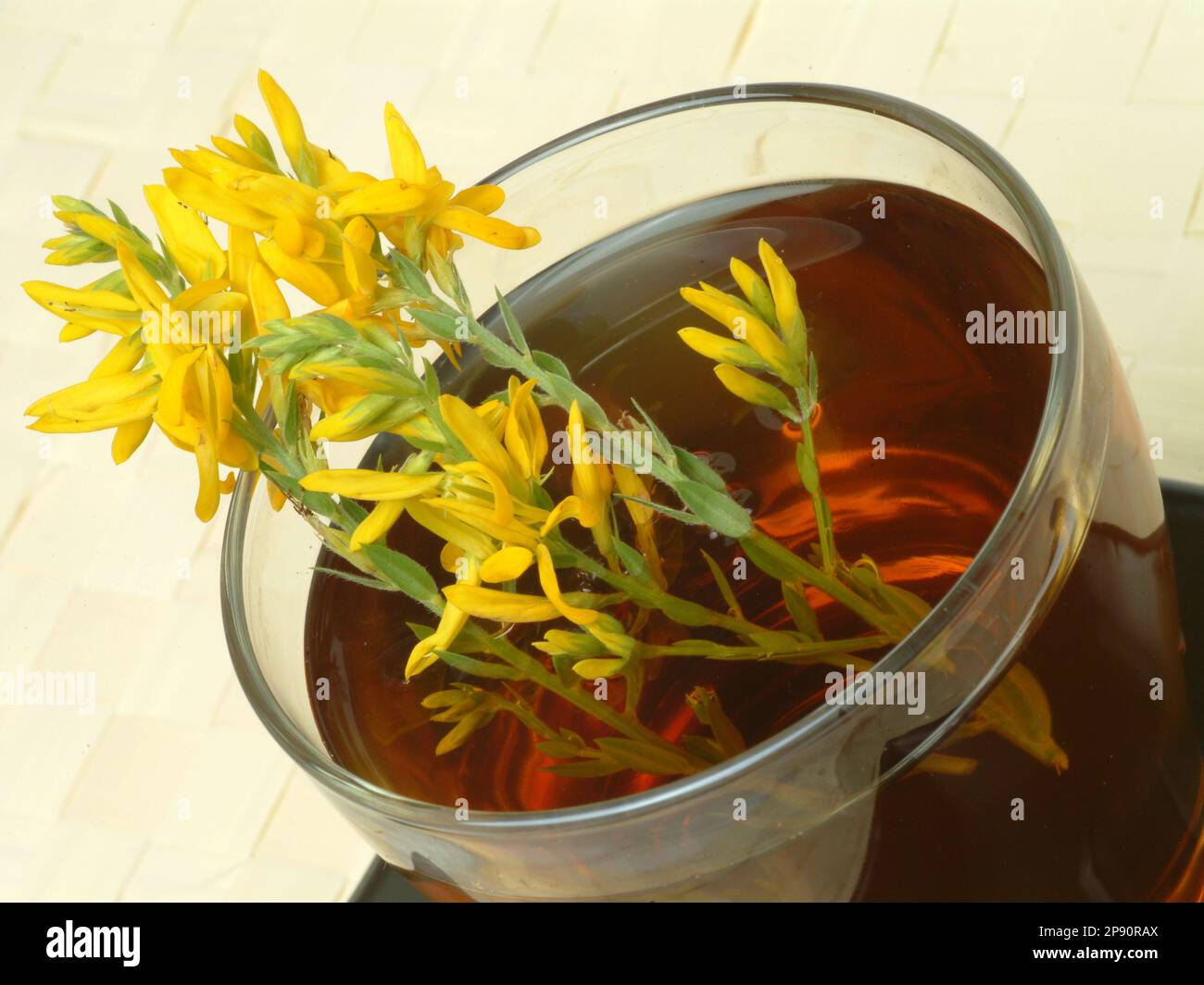 Tee aus Ginster, Ginstertee, Färberginster, Heilpflanze, Färbepflanze,  medizinische Verwendung, Heiltee, Kräutertee Stock Photo - Alamy