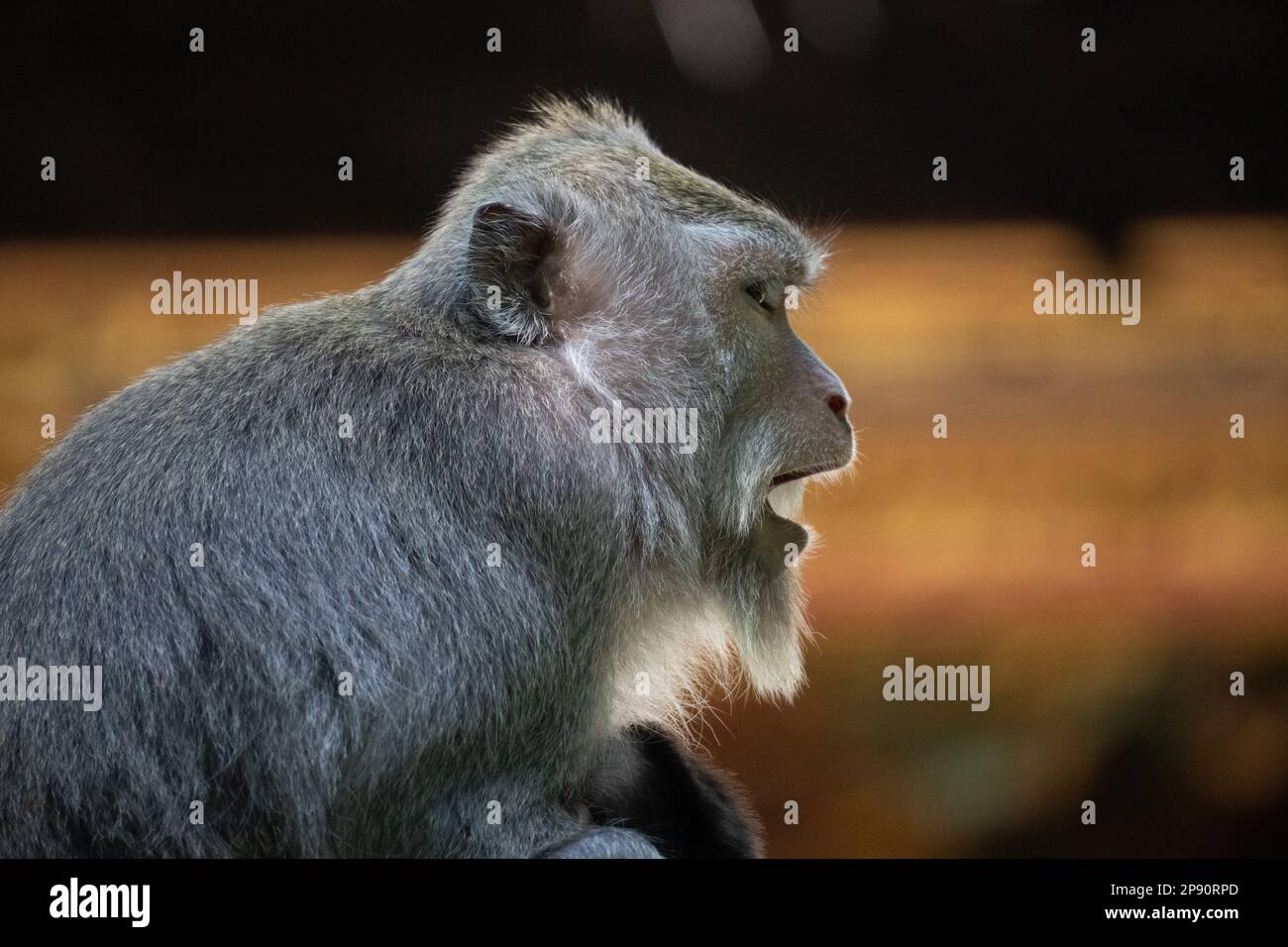 Crabeating macaque (Macaca fascicularis), also known as the long