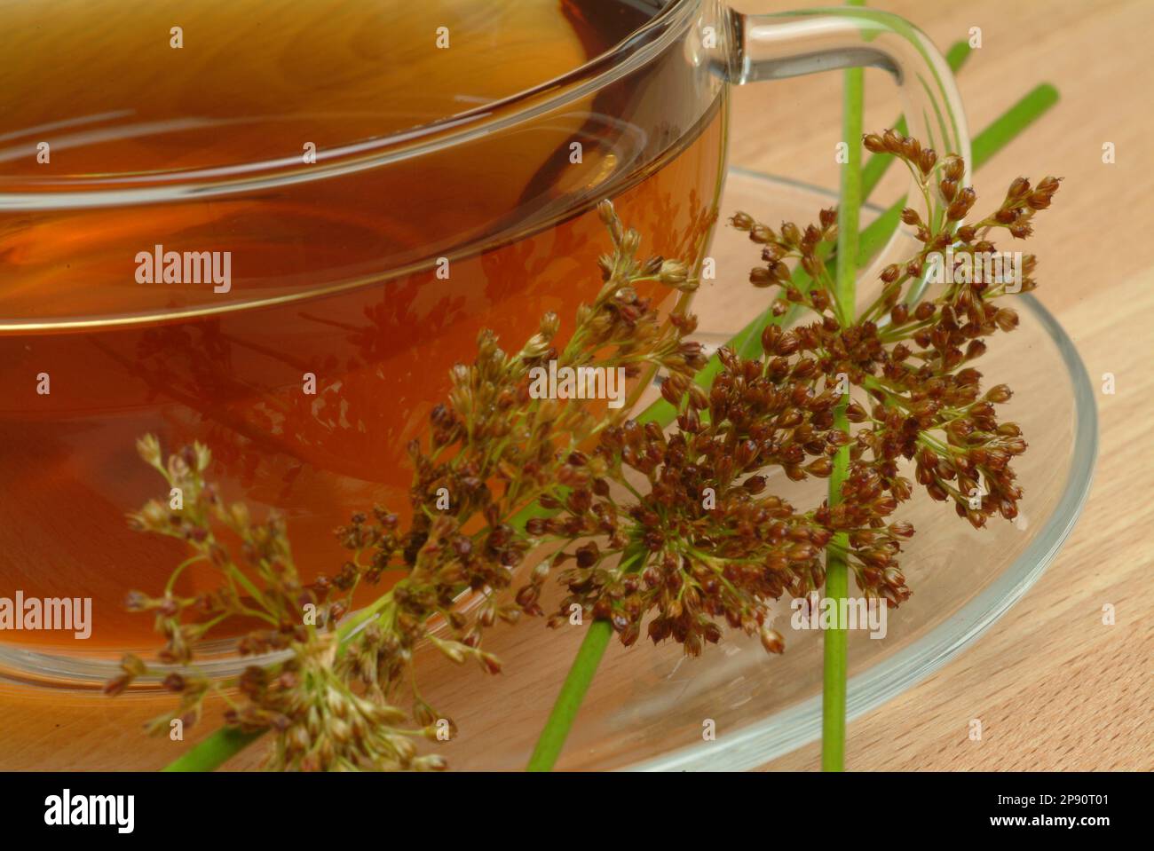 Tee aus Flatterbinse, Flatterbinsentee, Flatterbinsetee, Heiltee, Kräutertee, medizinische Verwendung, Juncus effusus Stock Photo