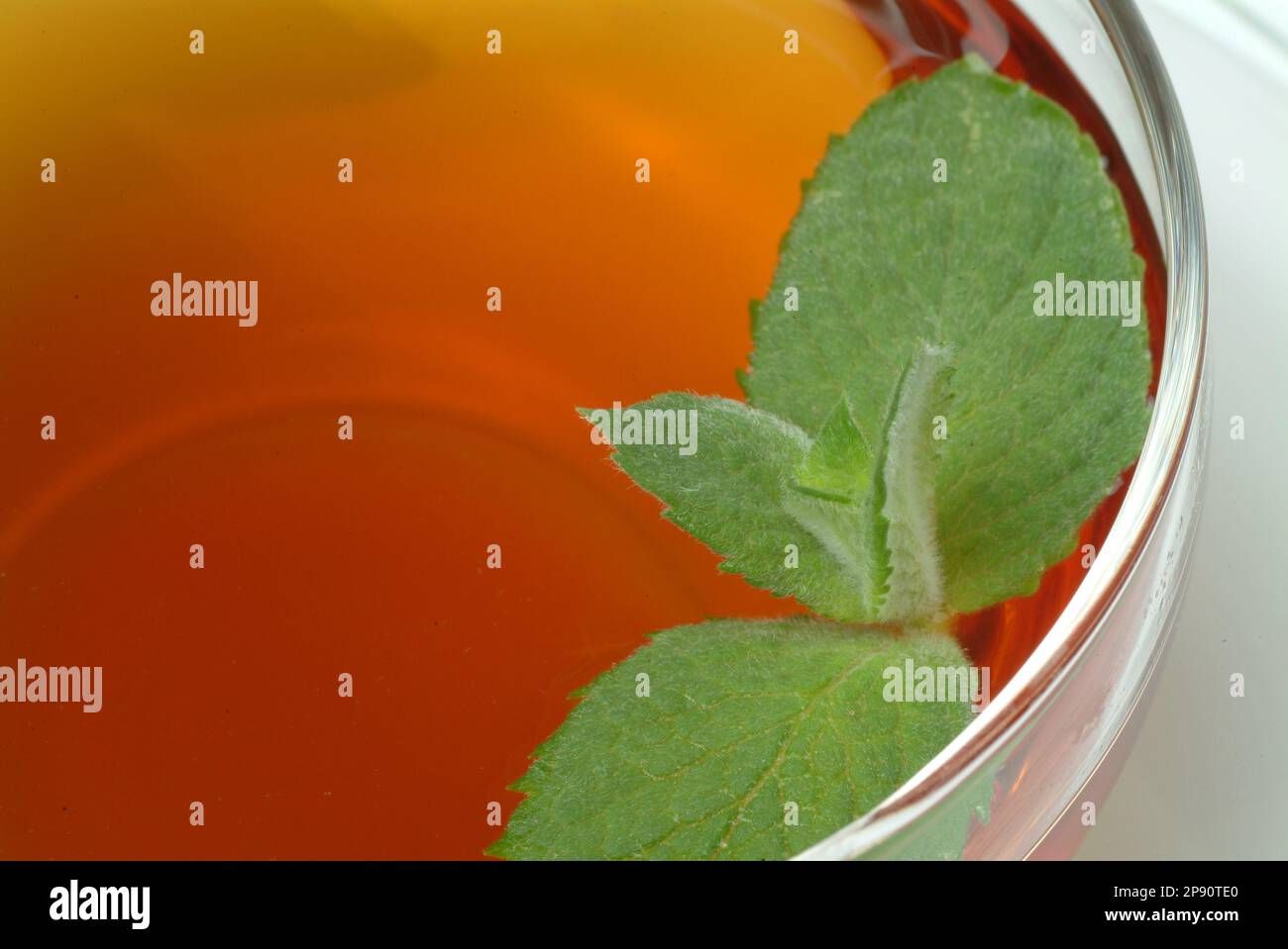 Tee aus Pfefferminze, Pfefferminztee, Aufguß, Heilpflanze, medizinische Verwendung, frische Blätter und Blüten neben Teetasse, Mentha piperita, Menta Stock Photo