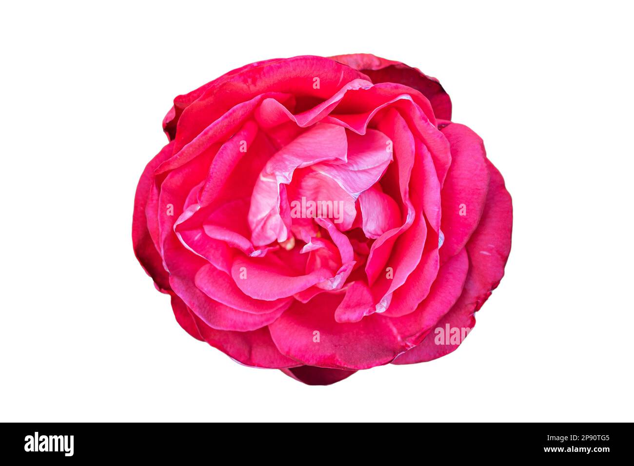 beautiful open pink rose blossom isolated on white background Stock Photo