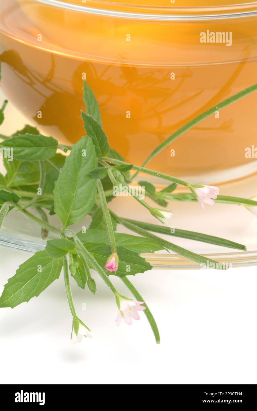 Tee aus kleinblütiges Weidenröschen, Weidenröschentee, Kräutertee, Heiltee, medizinische Verwendung, Tasse Tee mit frischem Kraut und Blüten, Epilobiu Stock Photo
