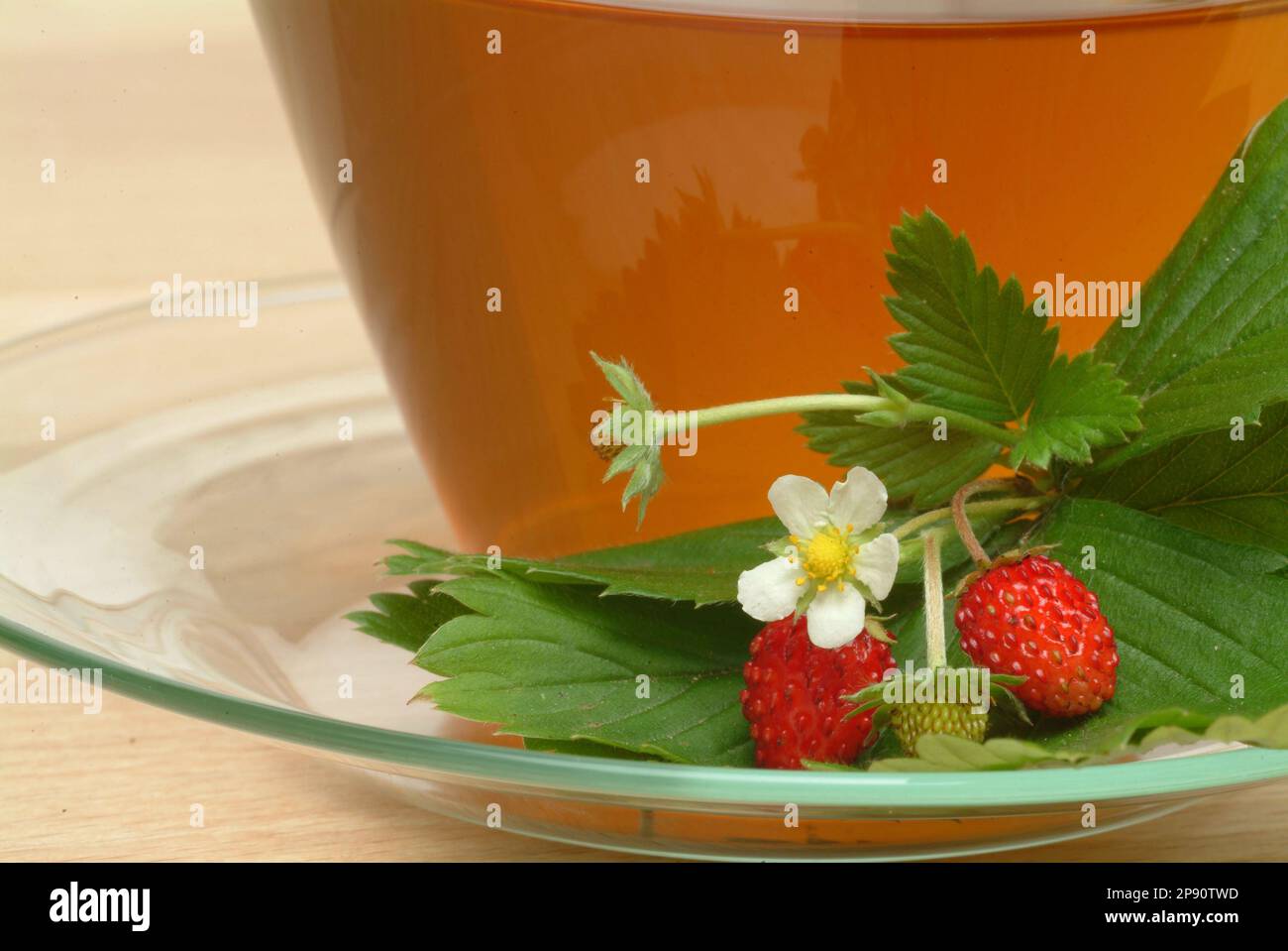 Walderdbeerblättertee, Tee aus Blättern der Walderdbeere, Kräutertee, Heiltee, medizinische Verwendung, Tasse Tee mit frischem Zweig und Blüten danebe Stock Photo