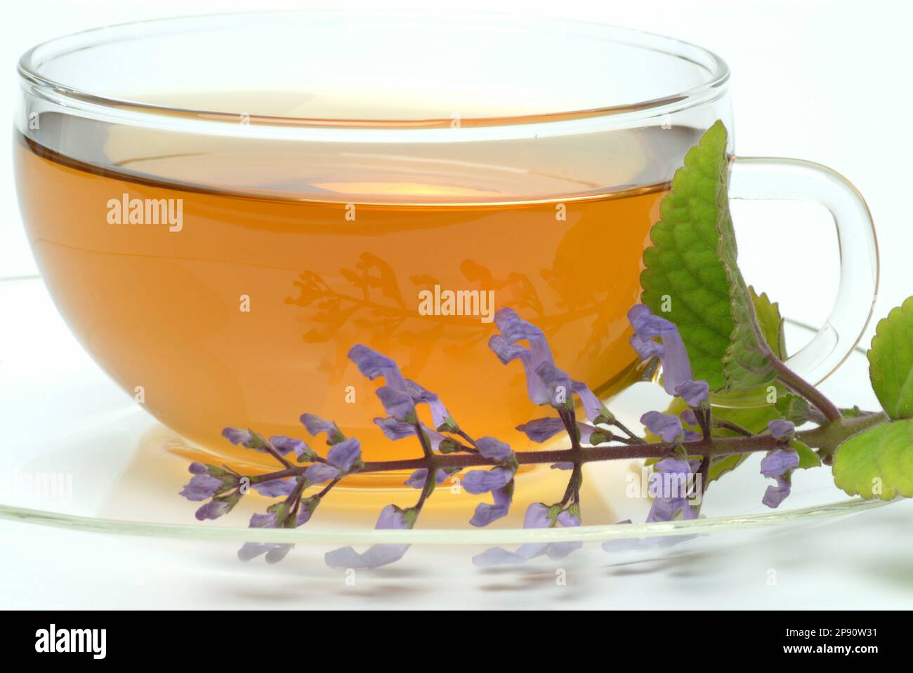 Zulutee, ZuluTee, Tee aus Zulu Plectranthus, Kräutertee, heiltee