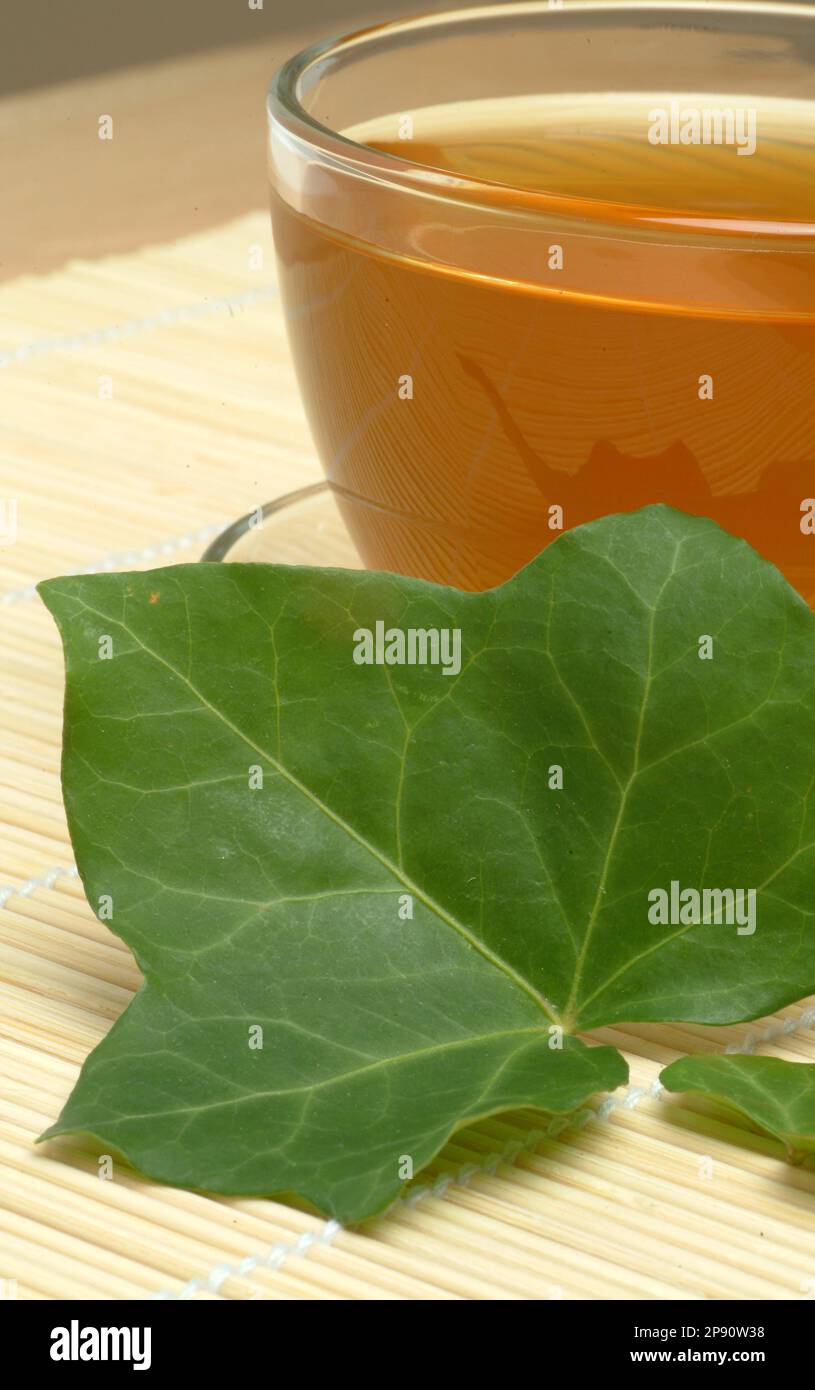 Efeutee, Tee aus Efeublttern, Krutertee, heiltee, medizinische  Verwendung, tea made of common ivy, herbtea, medicinal tea, Hedera helix,  Edera, Tass Stock Photo - Alamy