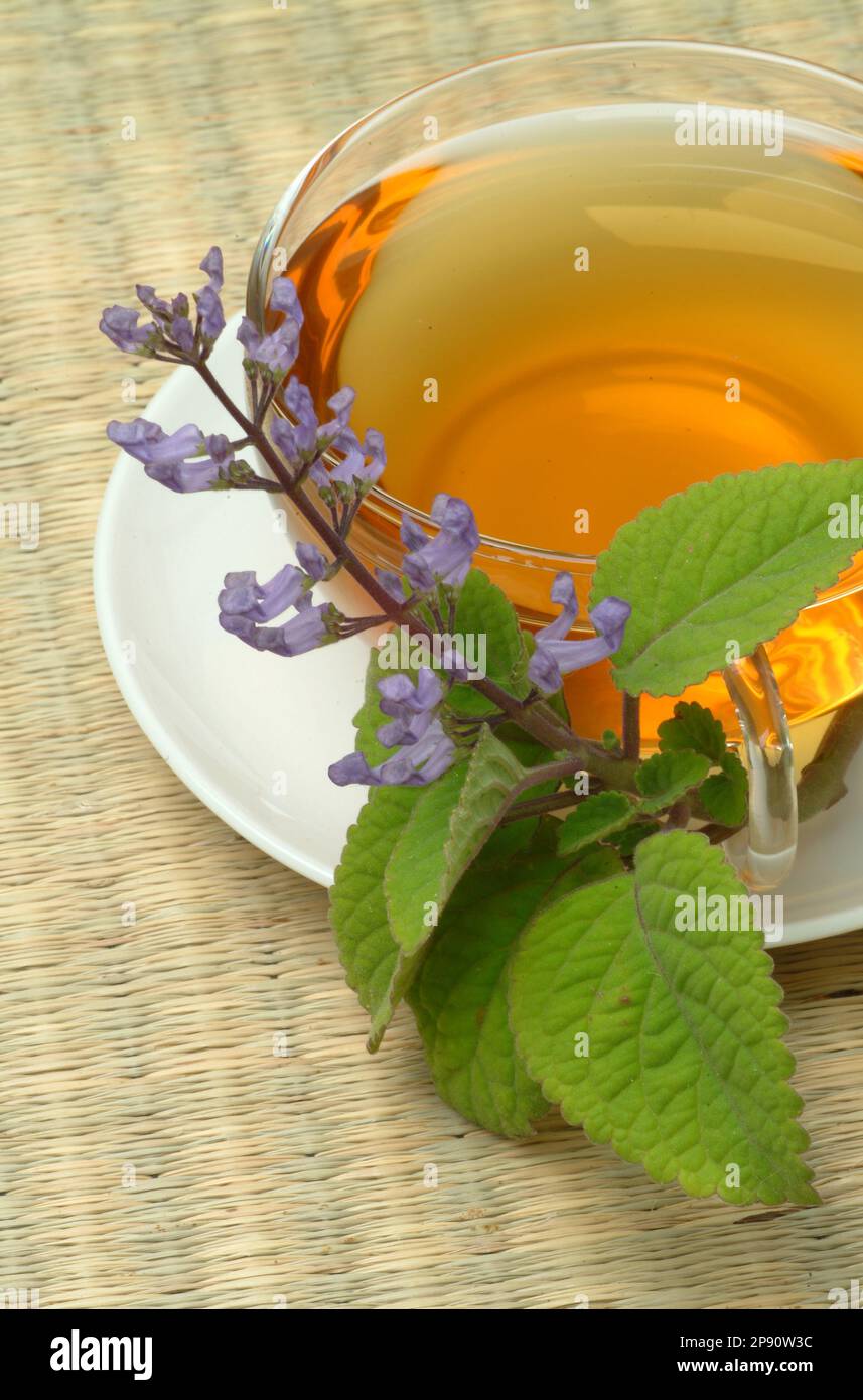 Zulutee, ZuluTee, Tee aus Zulu Plectranthus, Kräutertee, heiltee