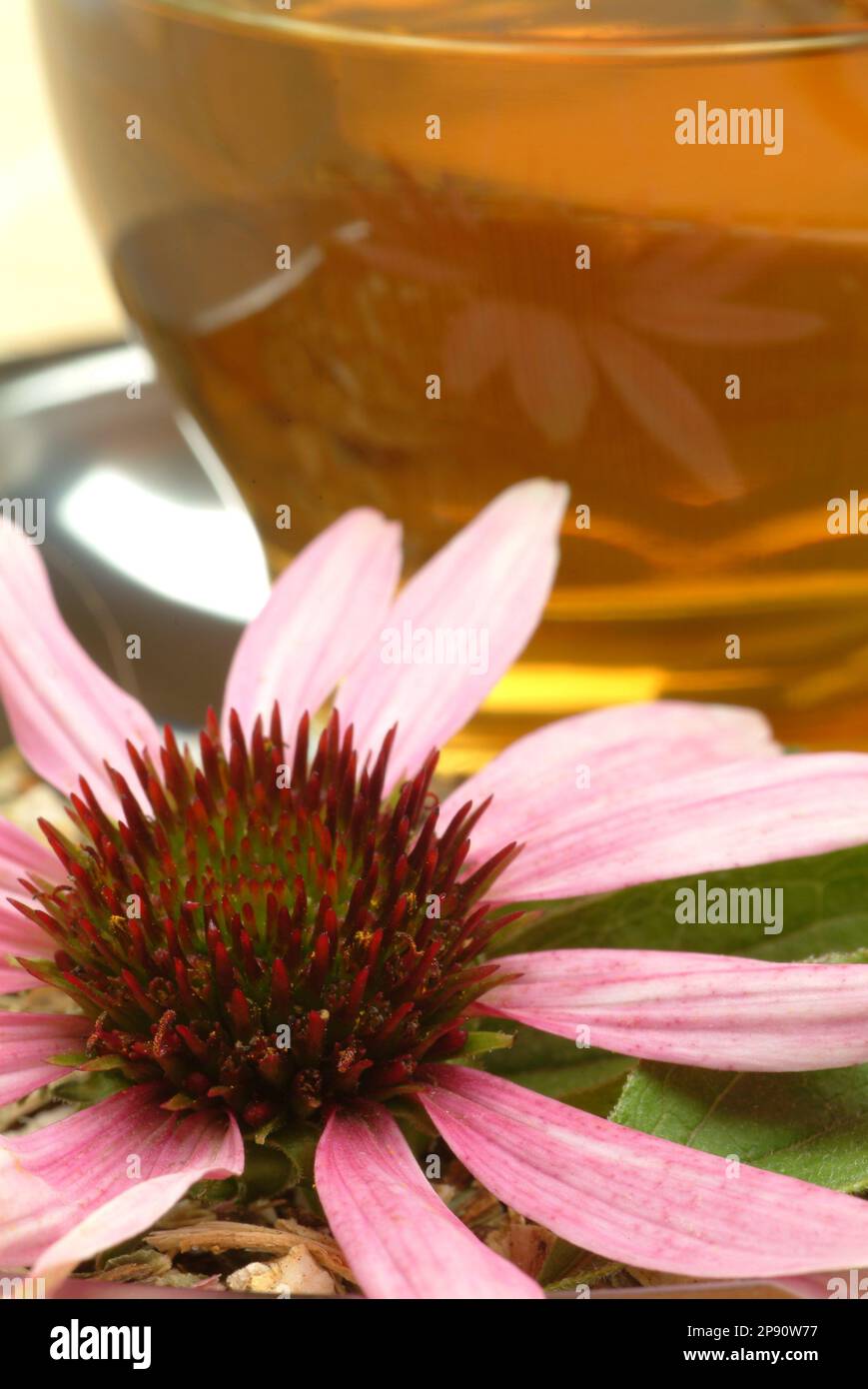 Tee aus Roter Sonnenhut, Heilpflanze, medizinische Verwendung, Kräuter, Heilkräuter, Naturheilkunde, Heiltee, Kräutertee, frische Blüte auf getrocknet Stock Photo