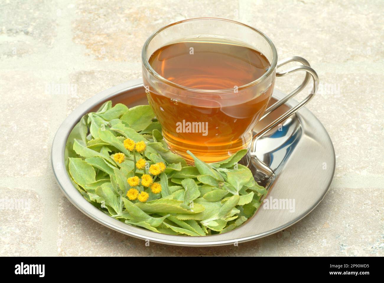 Marienblatttee, Marienblattee, Heilpflanze, Heilkräuter, medizinische Verwendung, alte Heilpflanze und Würzpflanze aus mittelalterlichen Klostergärten Stock Photo