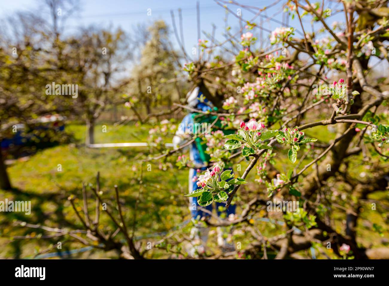 Young blossom buds with pink and white petals on the branch of apple tree in orchard at early spring, in the background farmer in protective clothes s Stock Photo