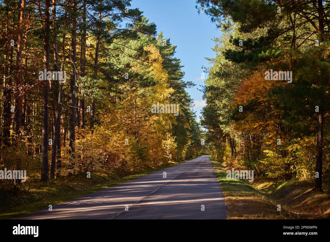Straight long road among yellow trees in the forest Stock Photo