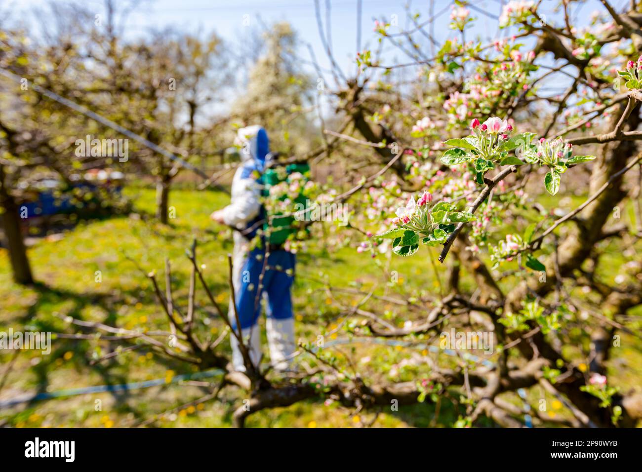 Young blossom buds with pink and white petals on the branch of apple tree in orchard at early spring, in the background farmer in protective clothes s Stock Photo