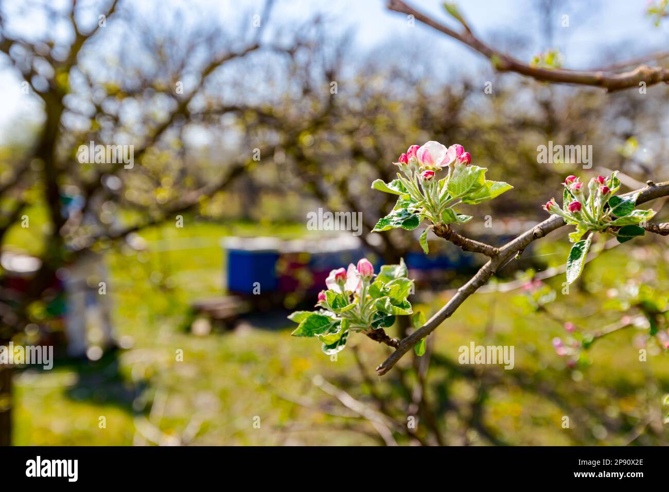 Young blossom buds with pink and white petals on the branch of apple tree in orchard at early spring, in the background farmer in protective clothes s Stock Photo