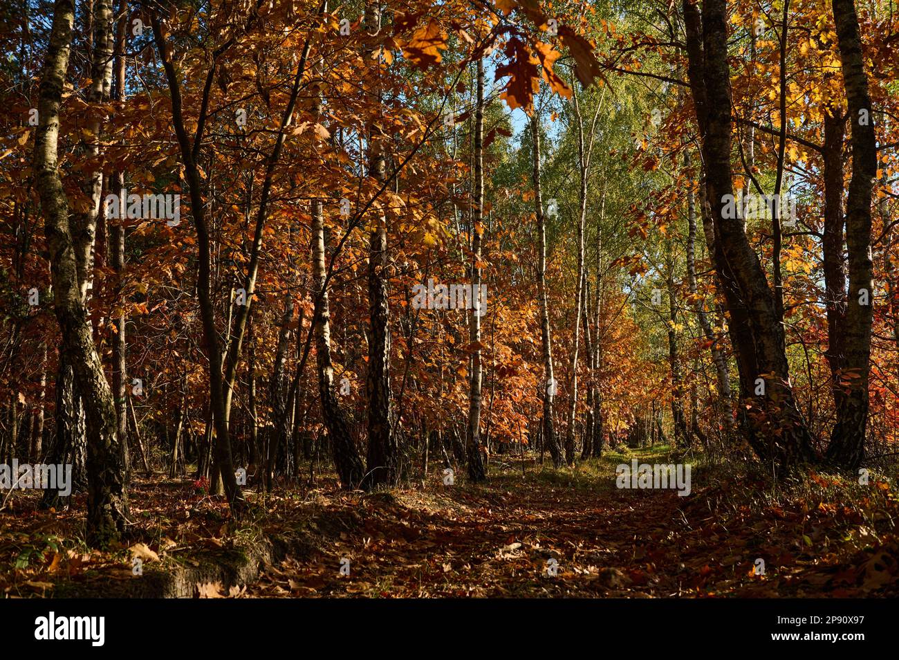 Field dirt road among the forest in autumn Stock Photo
