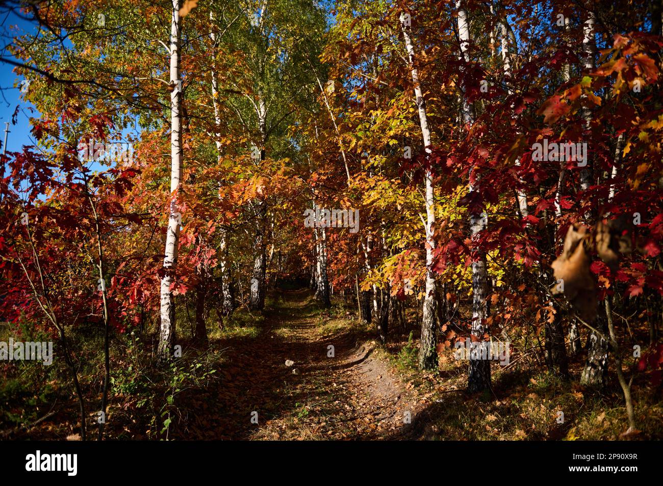 Field dirt road among the forest in autumn Stock Photo