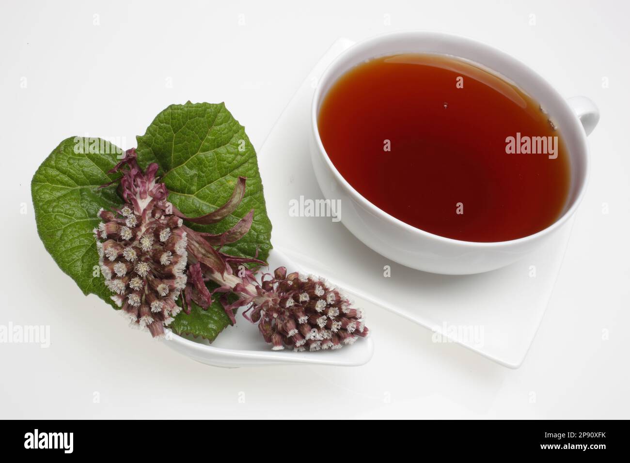 Tee aus der Heilpflanze Pestwurz, Petasites hybridus, Kräutertee Stock Photo