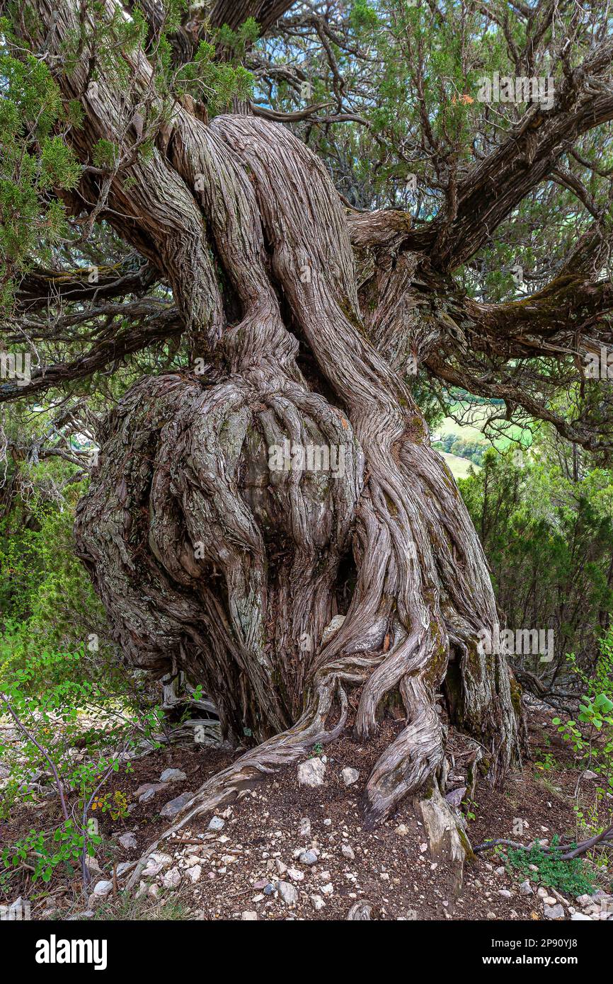 France. Hautes-Alpes (05) Thurifaie of Saint-Crepin. A Thuriferous Juniper (Juniperus thurifera Linne), Remarkable Tree, the Elephant. The age of this Stock Photo