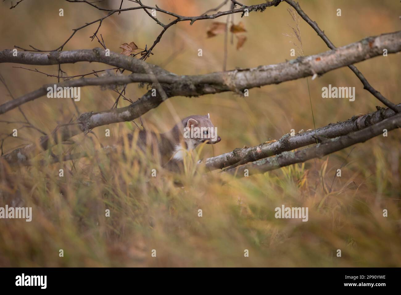 Baum marder hi-res stock photography and images - Page 2 - Alamy