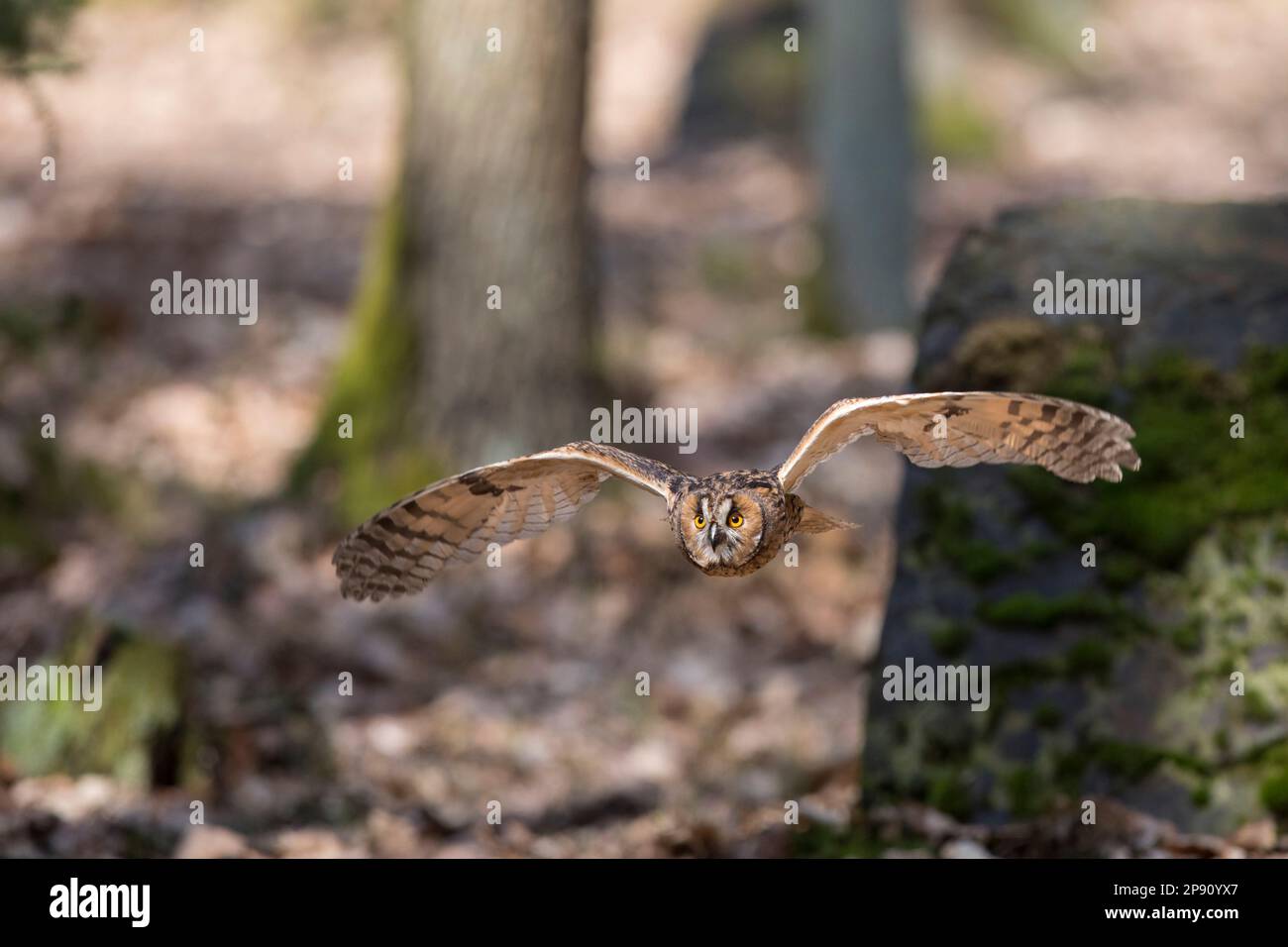 Waldohreule, Asio otus, long-eared owl Stock Photo