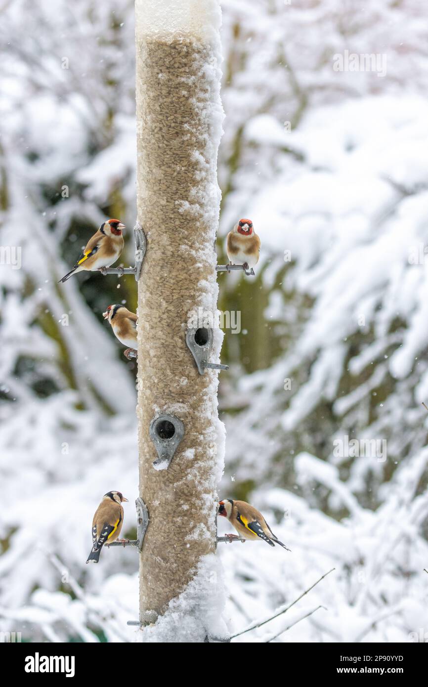 West Yorkshire, England, 10/03/2023, UK weather and wildlife - Goldfinches (Carduelis carduelis) flock to a bird feeder in a garden in Burley-in-Wharfedale this morning in heavy snow.  West Yorkshire, England, UK.  Credit: Rebecca Cole/Alamy Live News Stock Photo
