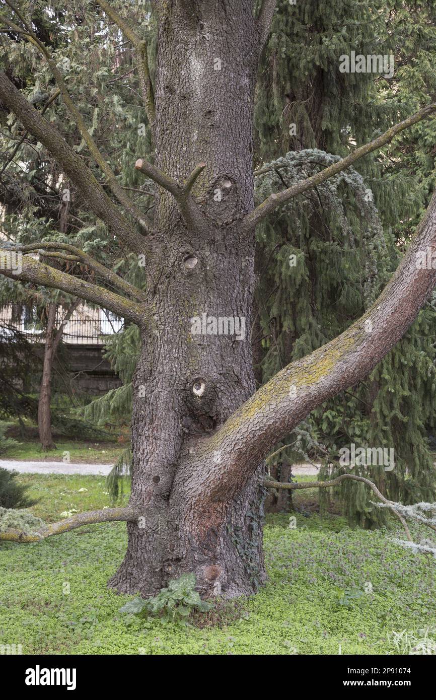 Cedar tree Stock Photo