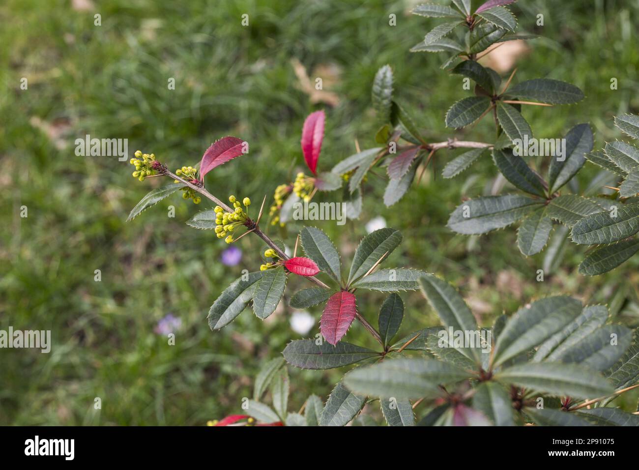 Chinese barberry plant Stock Photo