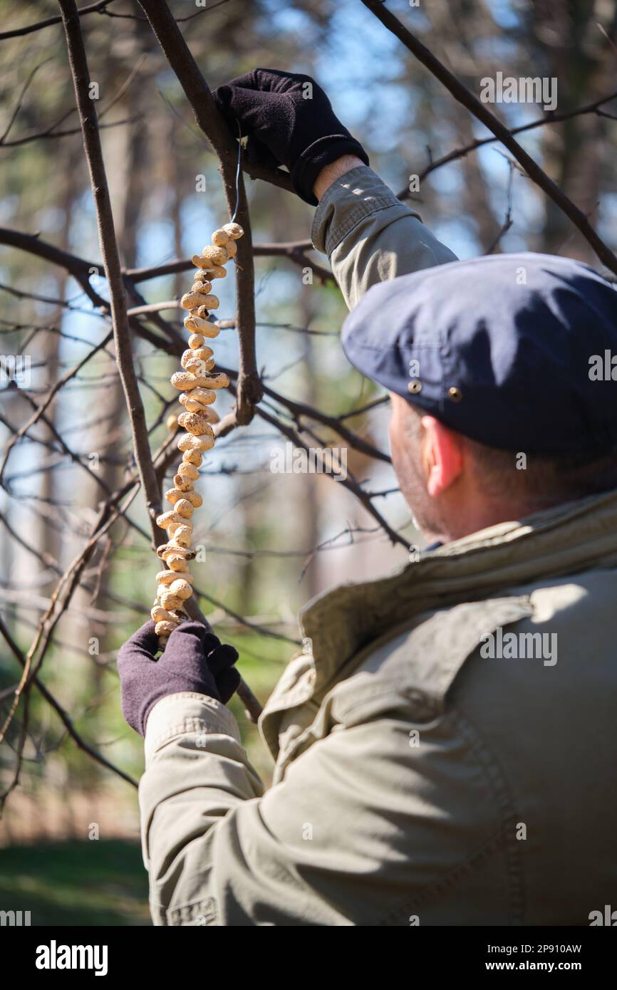 Volunteer man hanging peanuts from a tree to feed birds during winter