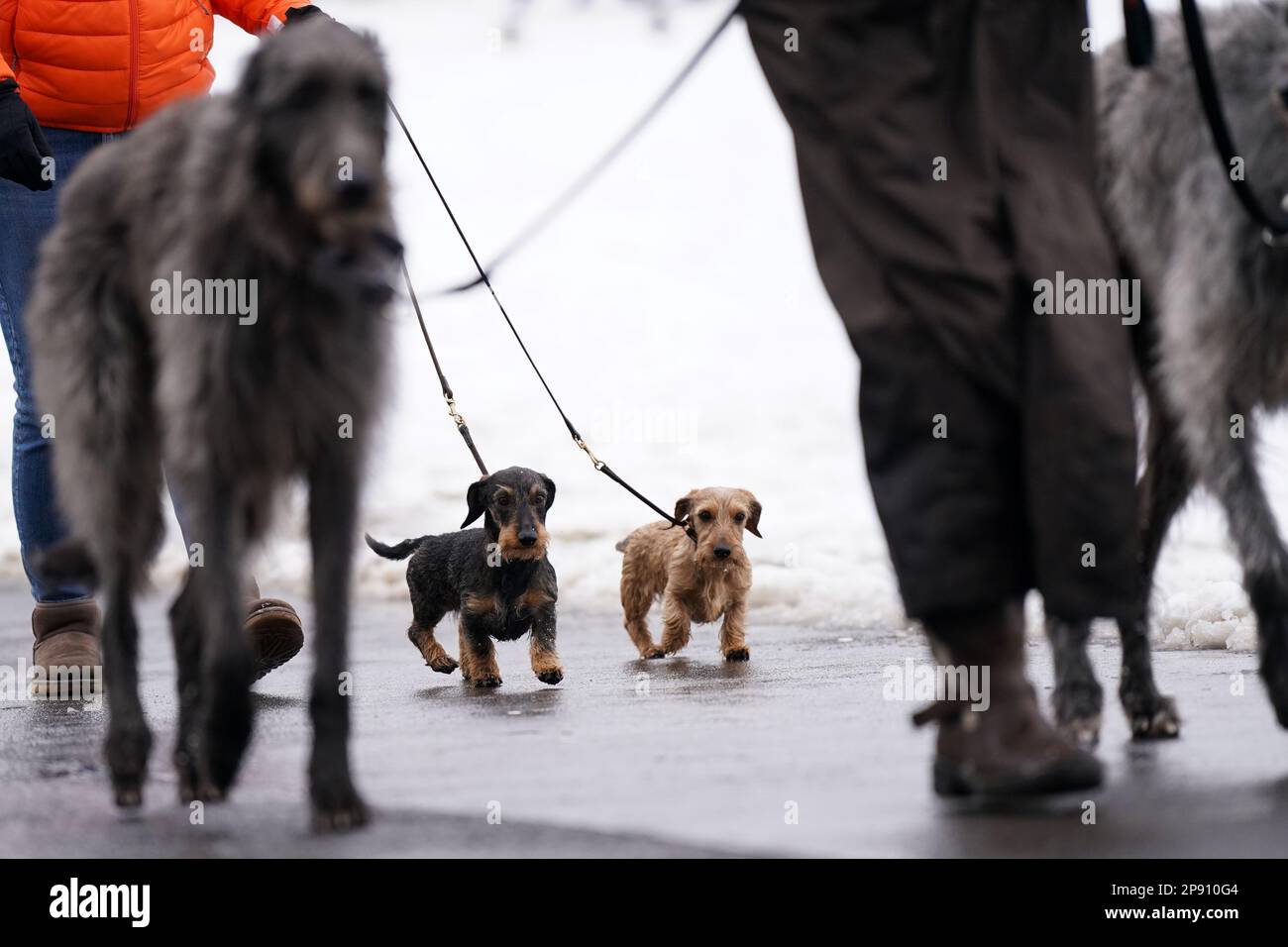 Wirehaired Dachshunds arrive ahead of the second day of the Crufts Dog