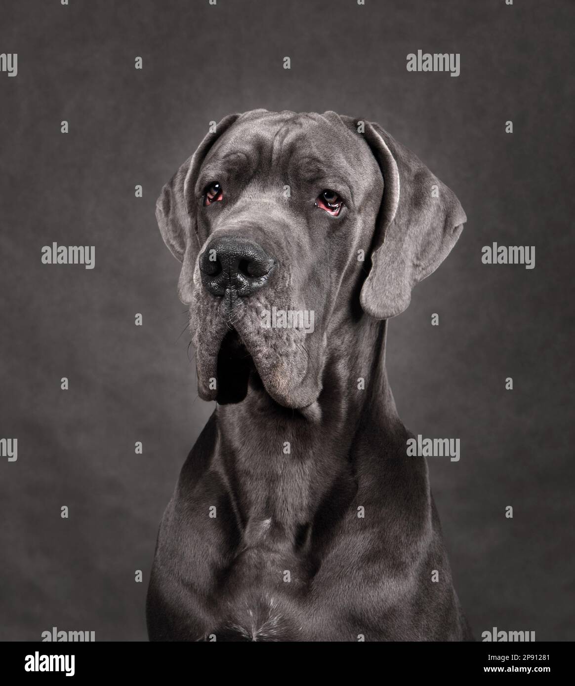 Studio shot of beautiful Great Dan dog with uncropped ears on a gray background Stock Photo
