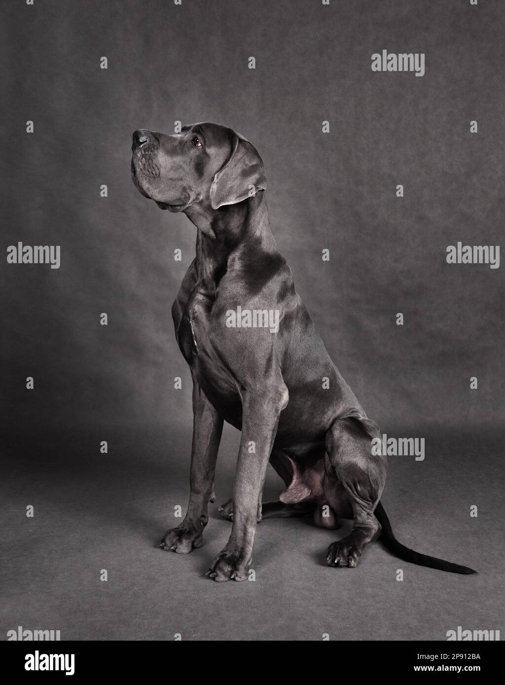 Studio shot of sitting Great Dan dog with uncropped ears on a gray background Stock Photo