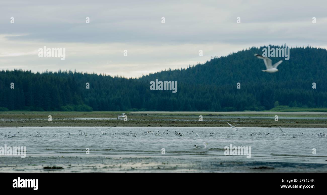 Seagulls rest on the river wetland and peck at the green seaweed. The fast-moving turquoise blue water of the river.Alaska, USA., 2017 Stock Photo