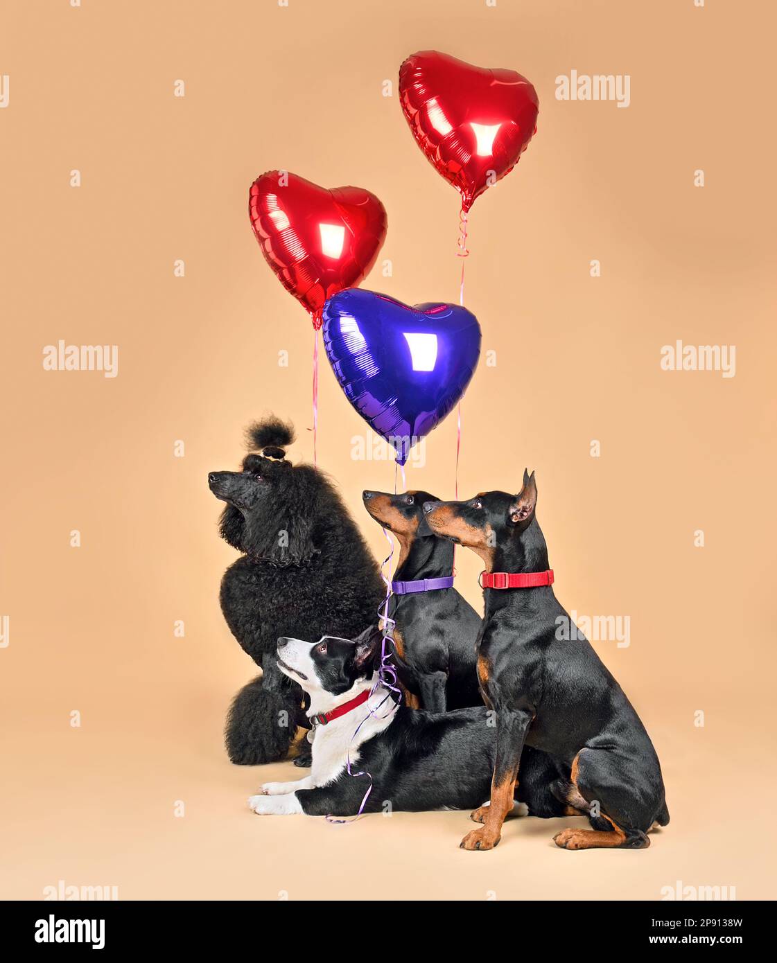 Poodle, Welsh Corgi Cardigan and two German Pinschers with heart shape balloons sitting on yellow background. Holiday concept. Stock Photo