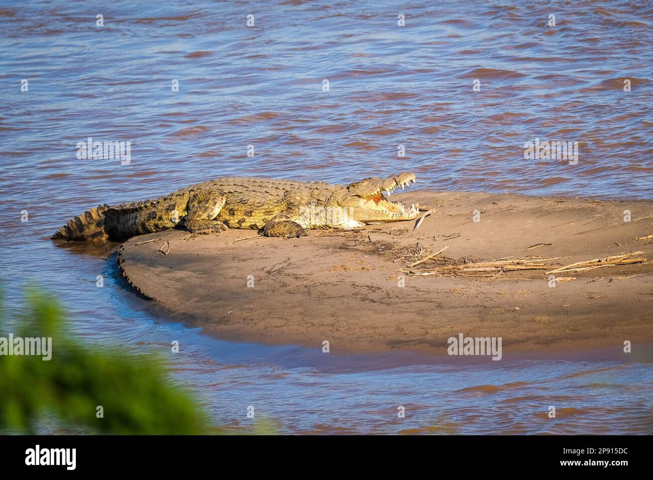 African Crocodile at the riverside Stock Photo - Alamy