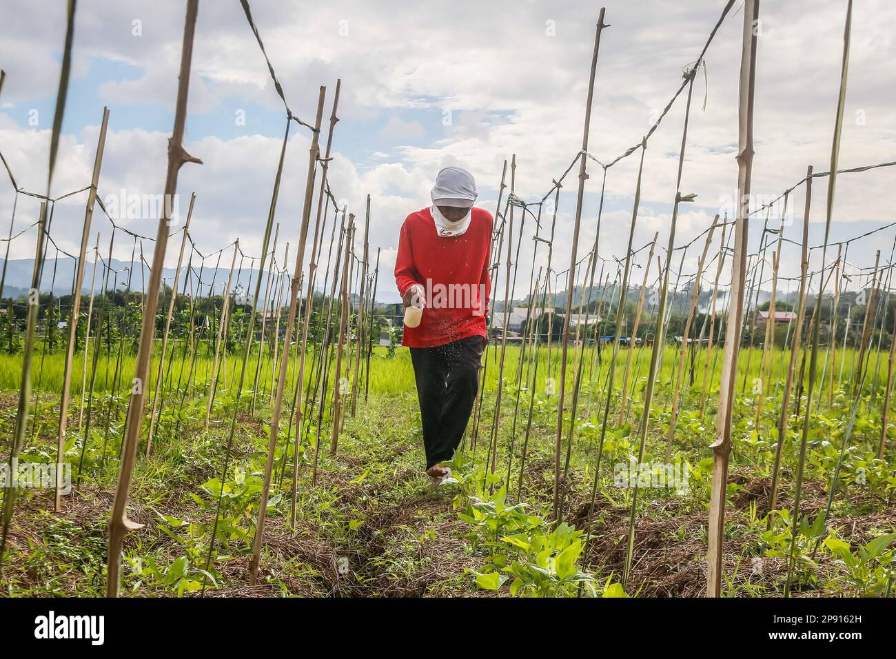 A Farmer Sprinkles A Small Amount Of Fertilizer On Vegetables Planted a-farmer-sprinkles-a-small-amount-of-fertilizer-on-vegetables-planted