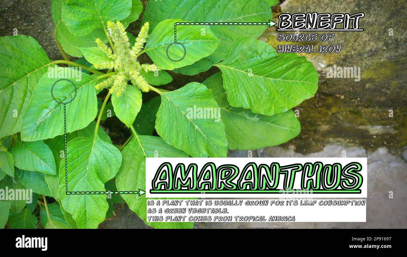 illustration Amaranthus Spinach vegetable plants contain lots of vitamins and nutrients Stock Photo