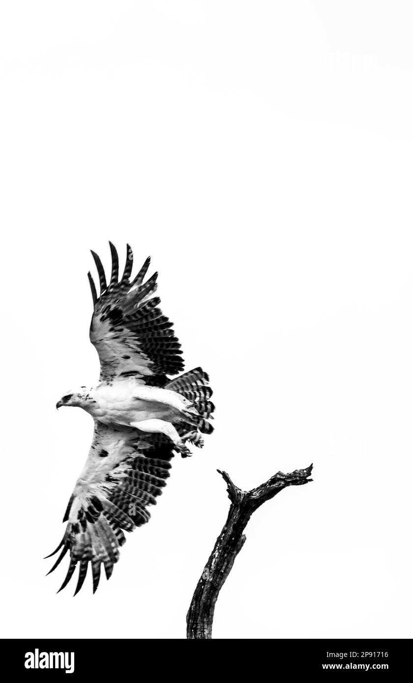 Juvenile Martial Eagle black and white Stock Photo