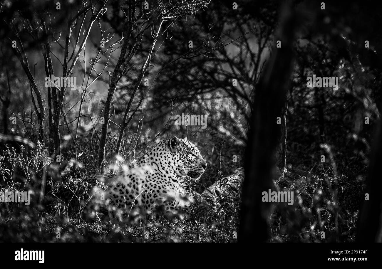 Leopard portrait in kruger Black and White Stock Photos & Images - Alamy
