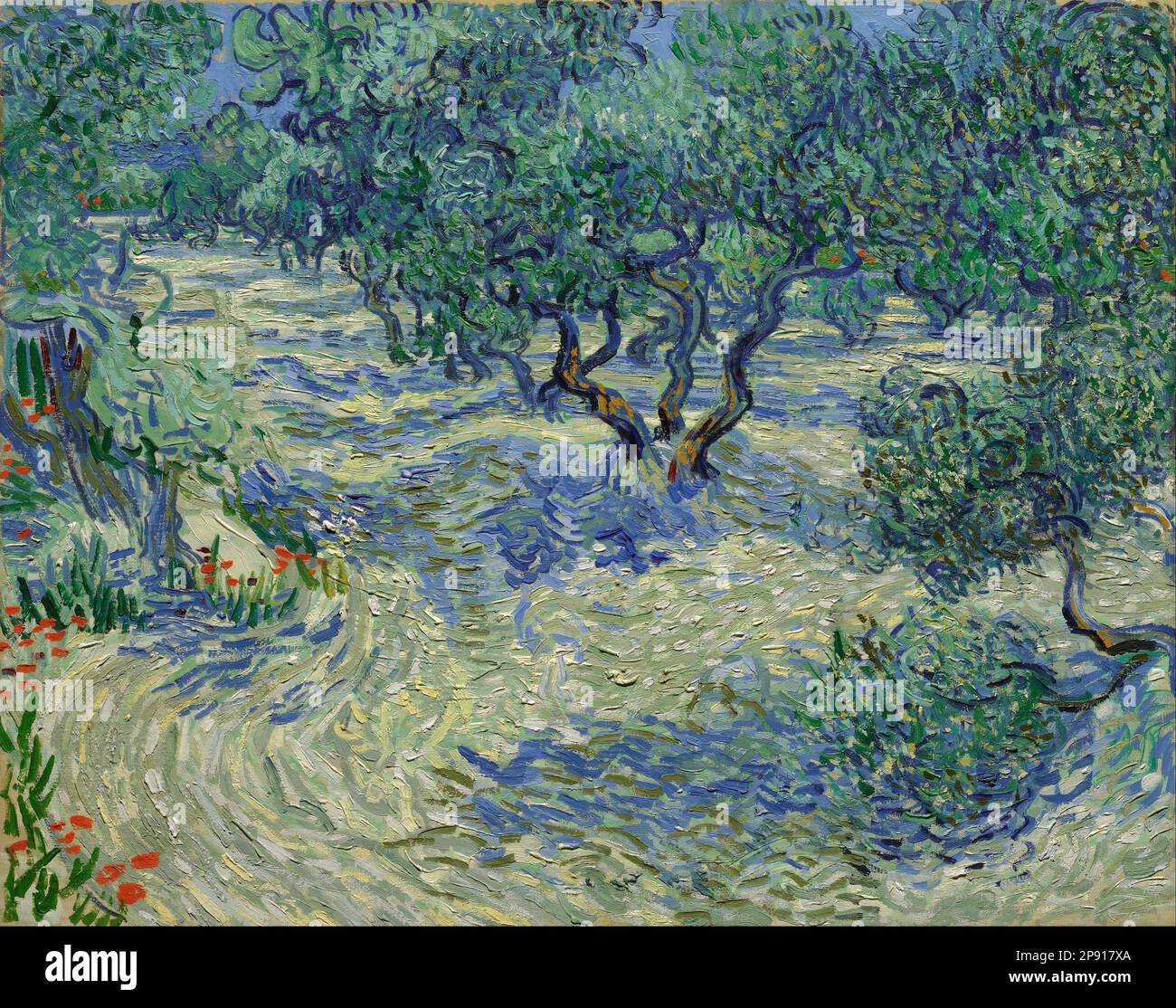 Olive Trees / Olive Grove SaintRémy, June 1889 by Vincent van Gogh
