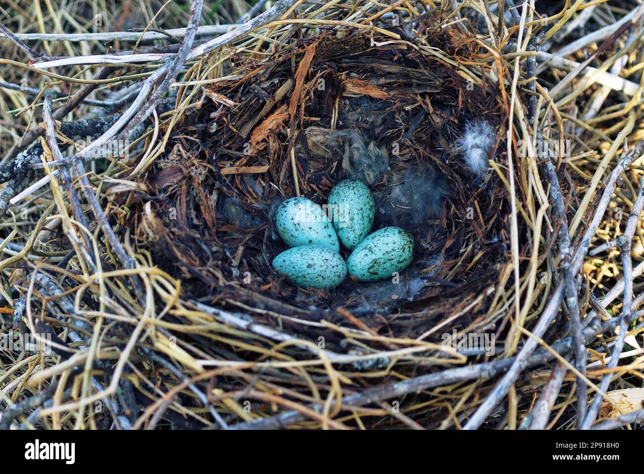 Nidology, study of birds nest. Hooded crow (Corvus cornix) nest. Clutch