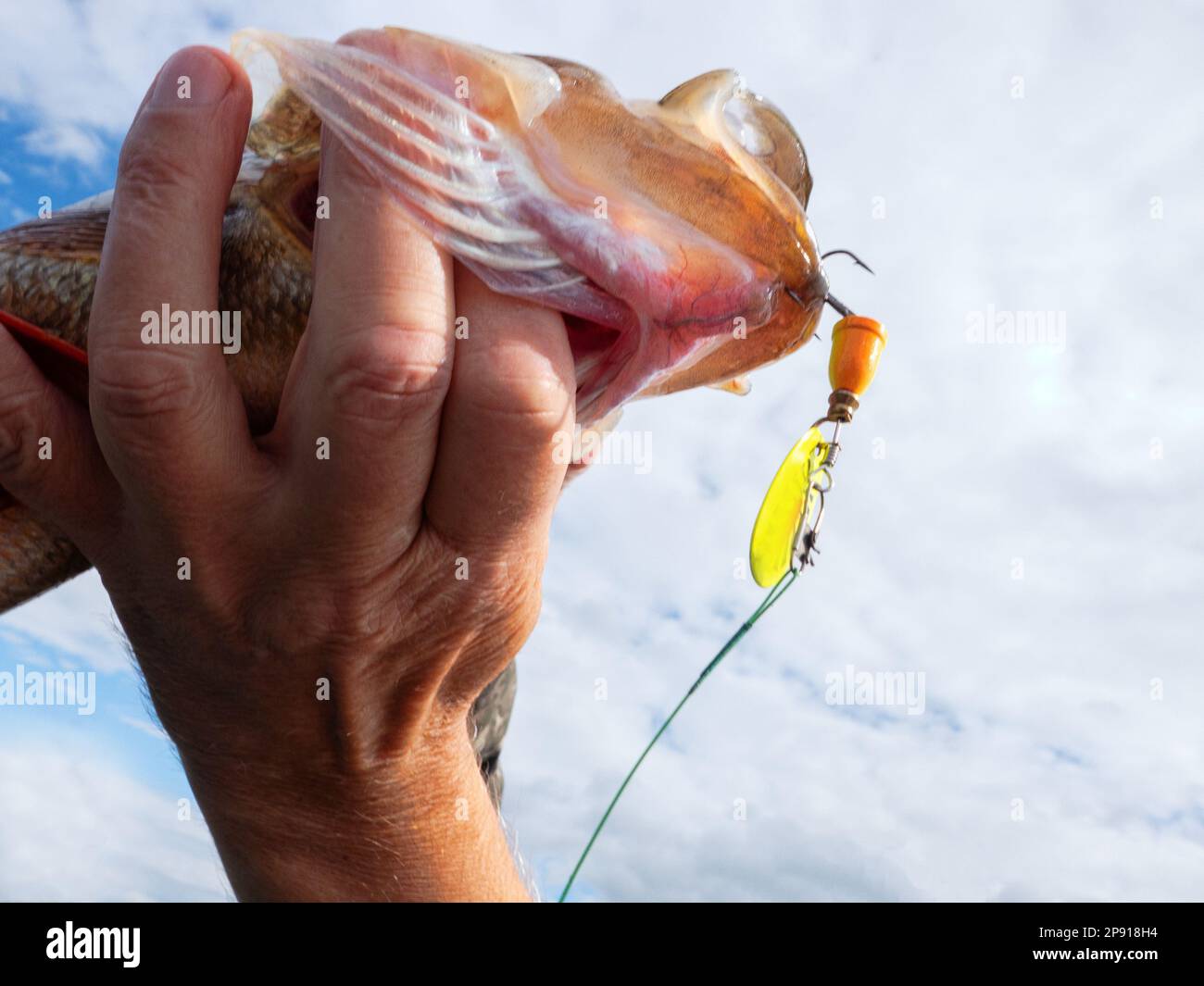 Fish biting bait hi-res stock photography and images - Page 8 - Alamy
