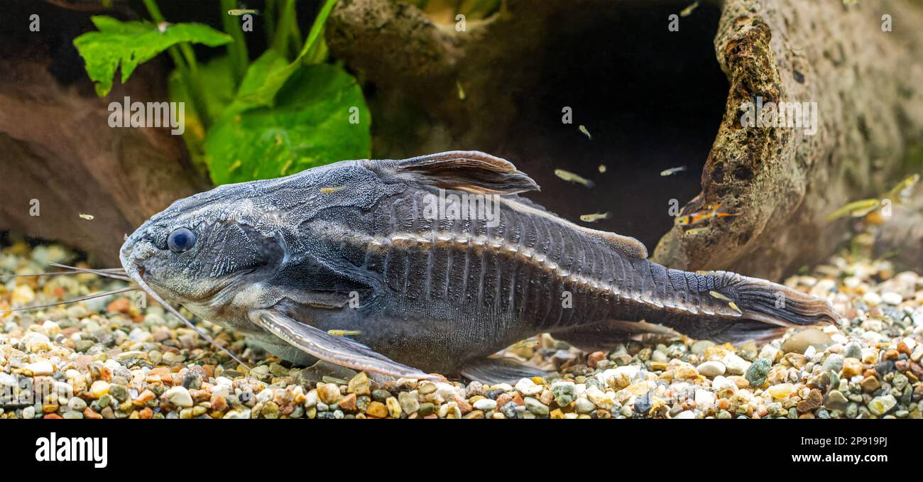 Close-up view of a Raphael Catfish (Platydoras costatus) Stock Photo