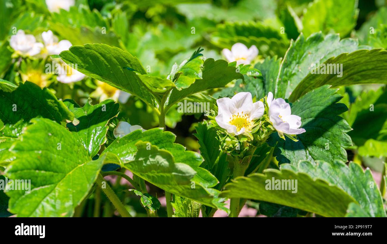White strawberry flower blooms hi-res stock photography and images - Alamy