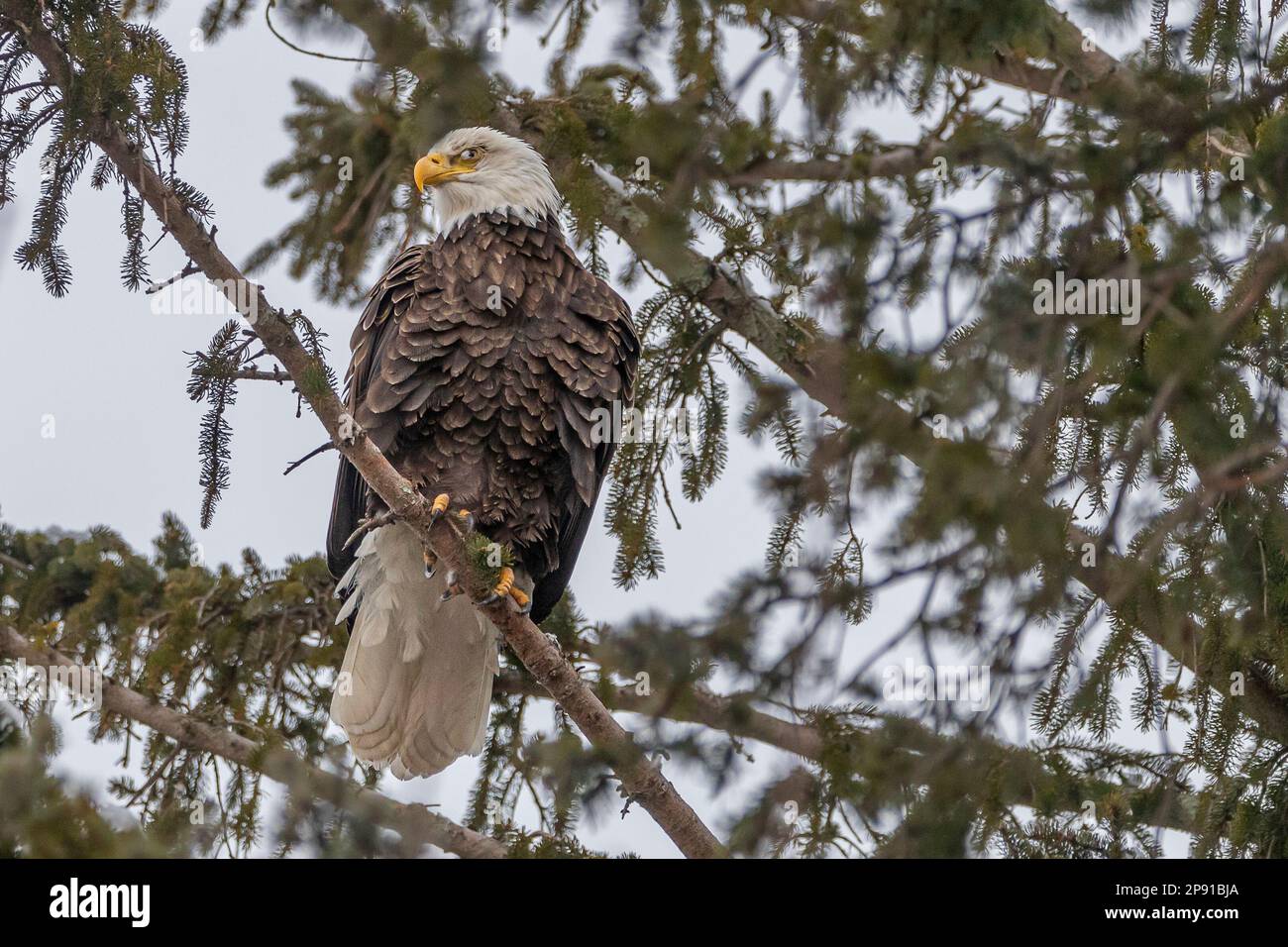 A majestic bald eagle perched atop a tree branch, looking directly with ...